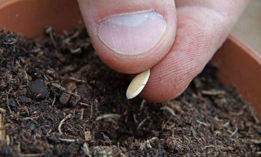 Посів насіння дині