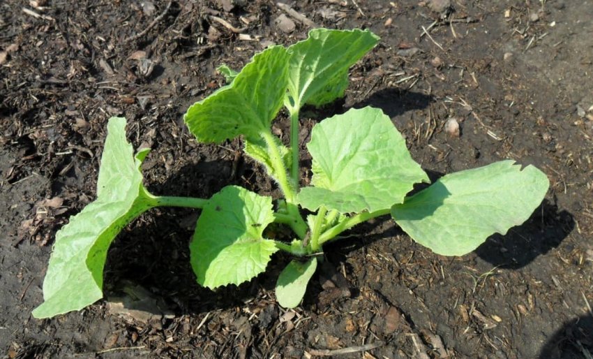 Паростки дині