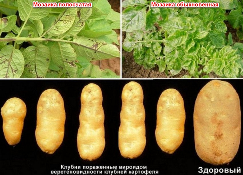 Хвороби картоплі Хвороби картоплі