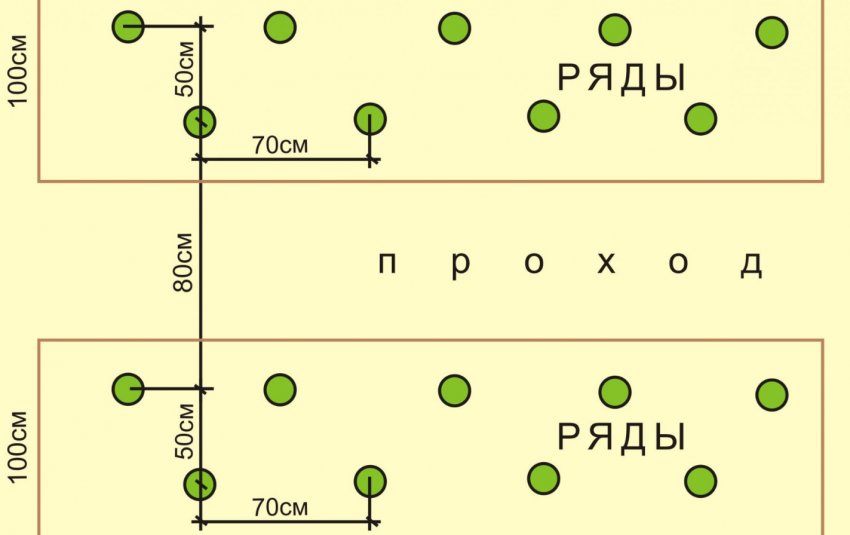 Схема посадки дині