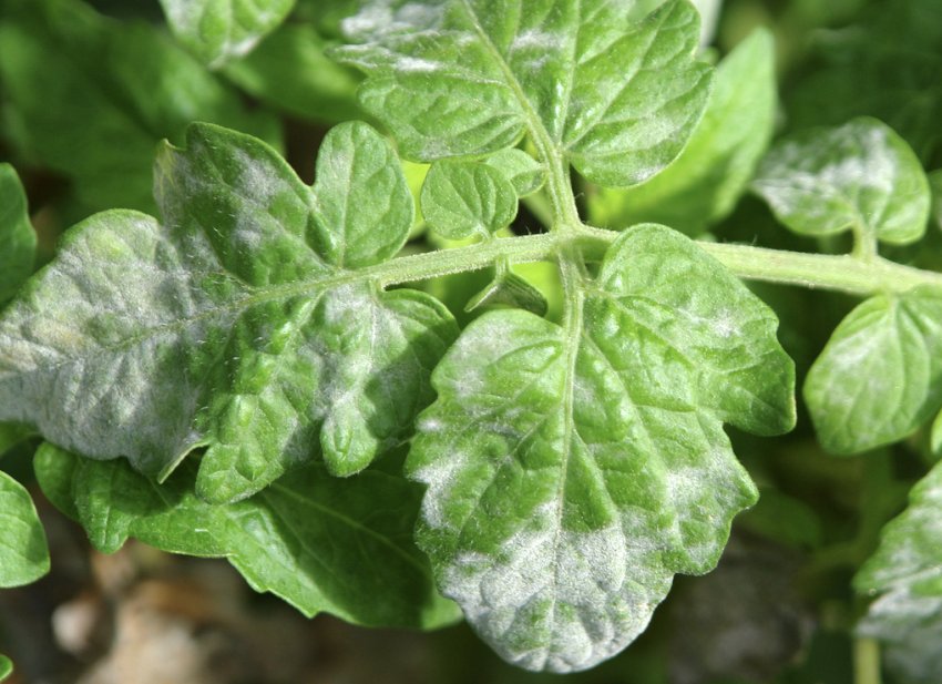 Борошниста роса на бадиллі картоплі Борошниста роса на бадиллі картоплі