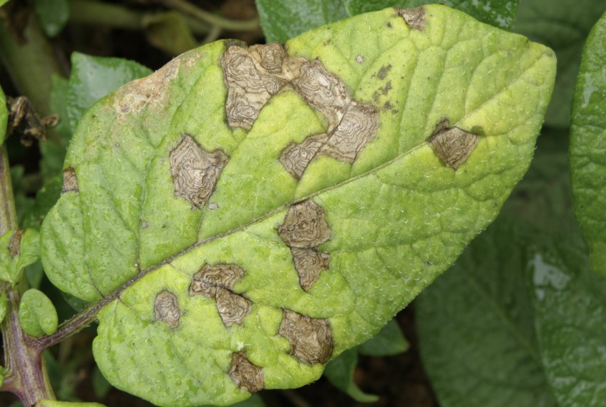 Альтернаріоз картоплі Альтернаріоз картоплі