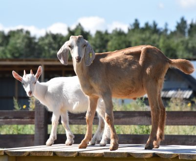 В астраханських стійлах зростає кількість верблюденят, козенят та лошат