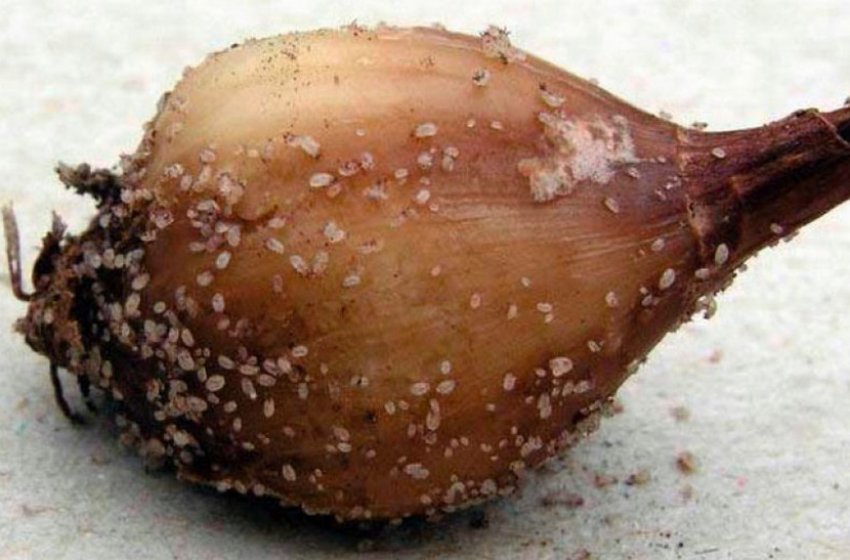 Цибулевий кліщ