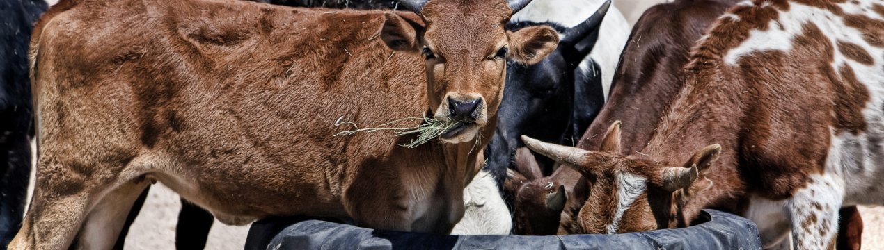Сахалінські фермери допоможуть тисячі угорських телят зміцнити імунітет