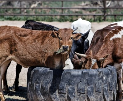 Сахалінські фермери допоможуть тисячі угорських телят зміцнити імунітет