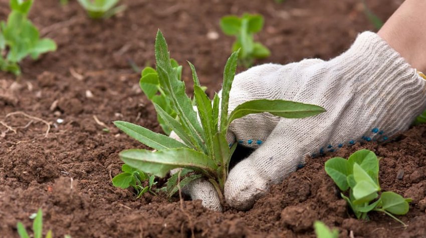 Видалення бур'янів