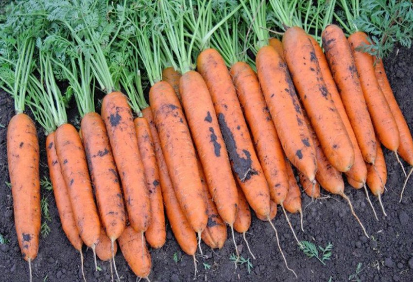 Морква Ромоса Морква Ромоса