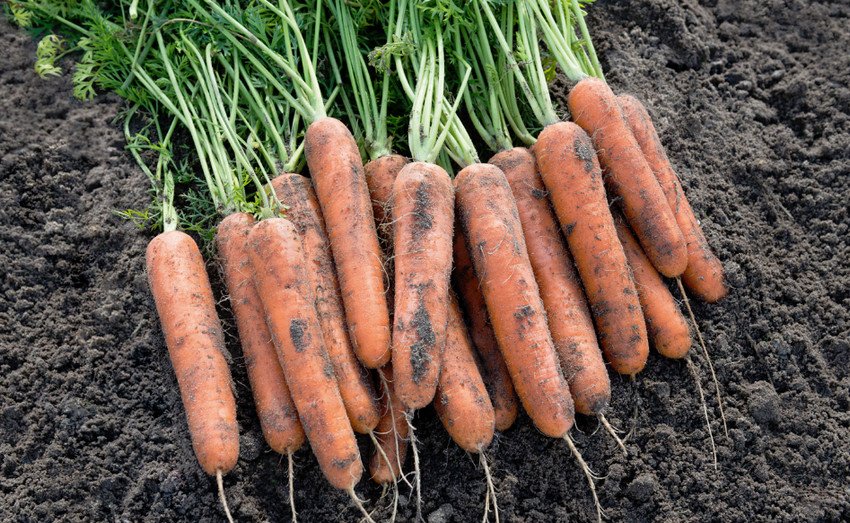 Морква Ромоса Морква Ромоса