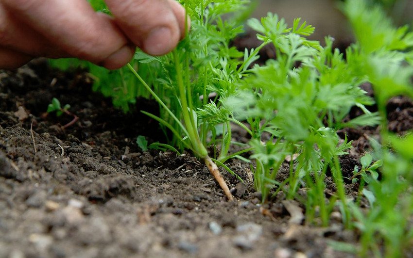 Проріджування моркви Проріджування моркви