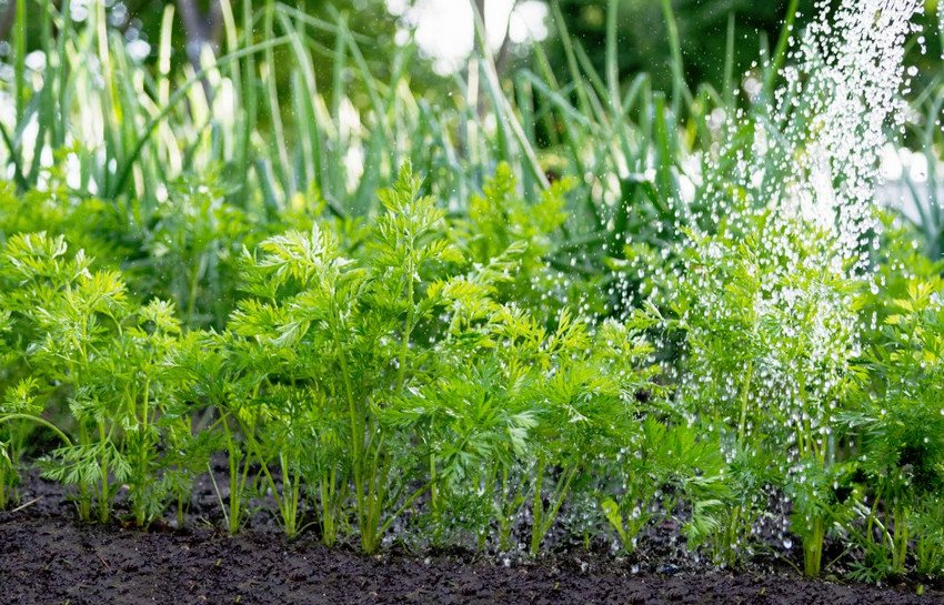 Полив моркви Полив моркви