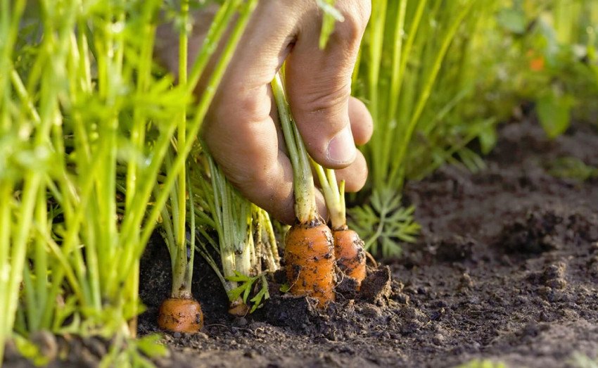 Вирощування моркви Вирощування моркви