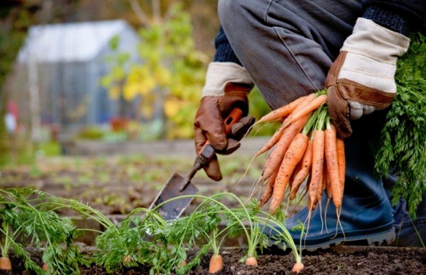 Збір моркви Збір моркви