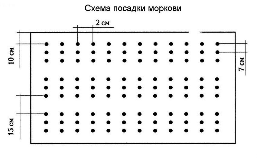 Схема посадки моркви Схема посадки моркви