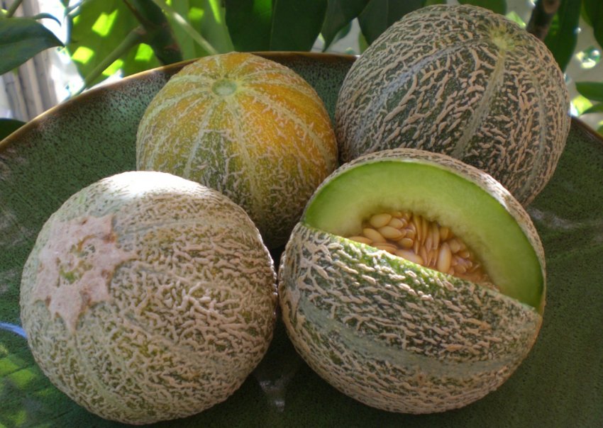 Диня Славія