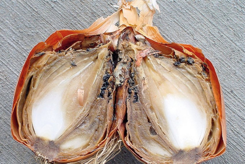 Сіра цвіль на цибулинних