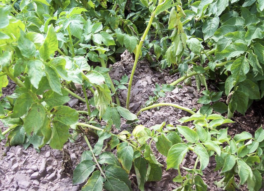 Бактеріальне в'янення Бактеріальне в'янення