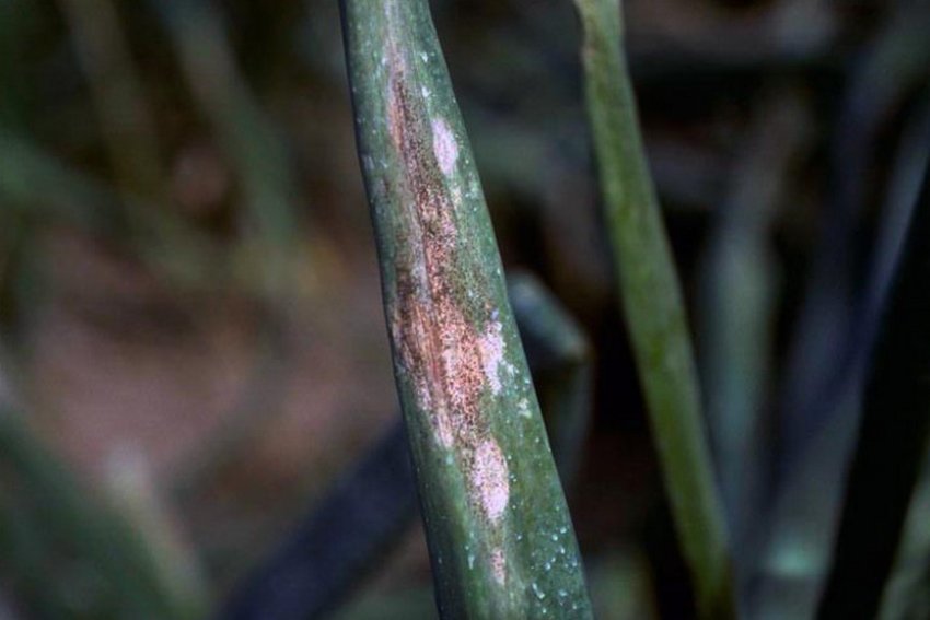 Несправжня борошниста роса