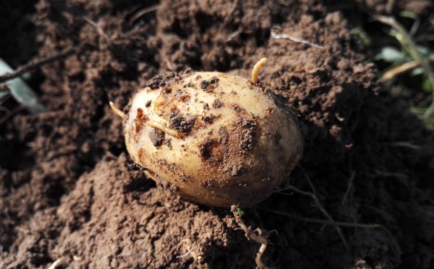 Дротянки на картоплі Дротянки на картоплі