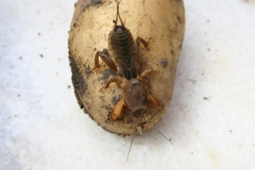 Капустянка на картоплі Капустянка на картоплі