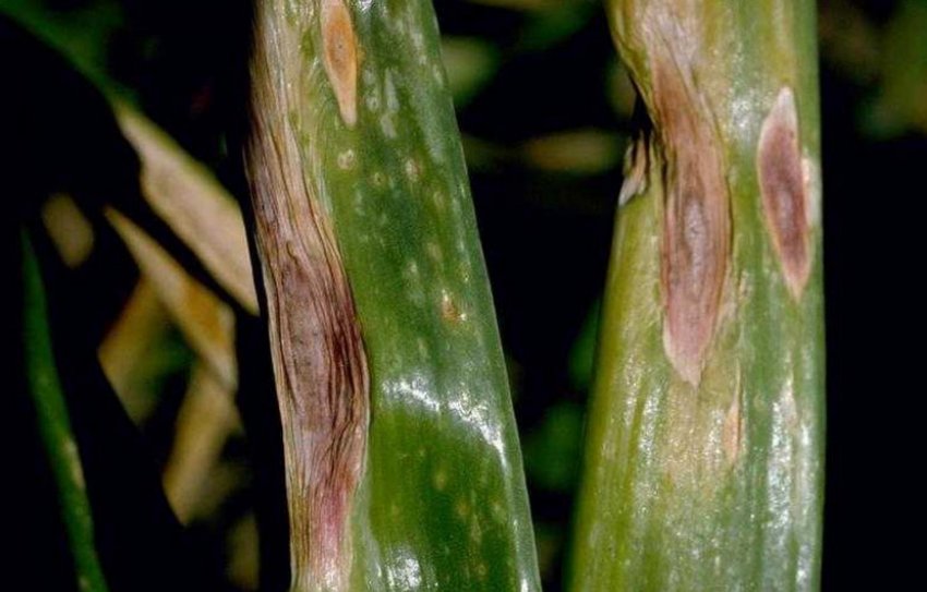 Альтернаріоз цибулі