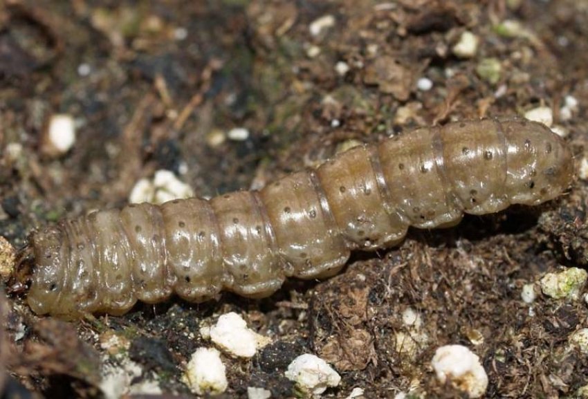 Гусениця картопляної совки Гусениця картопляної совки