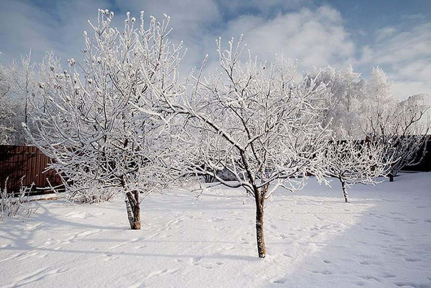 Фото Яблони Зимой