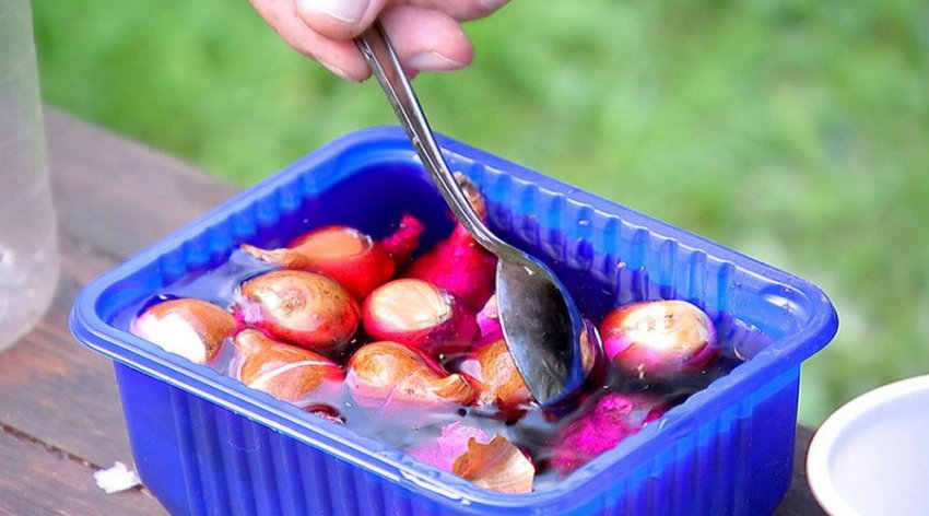Замочування сіянки перед посадкою