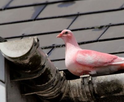Рожевий голуб