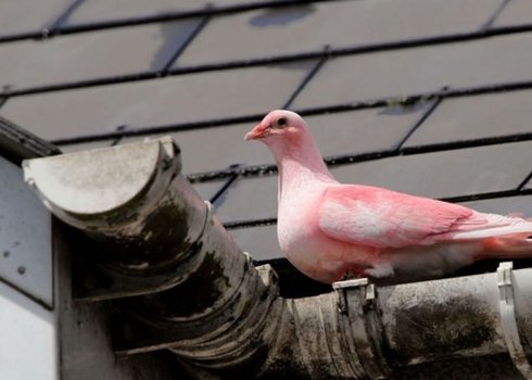 Рожевий голуб