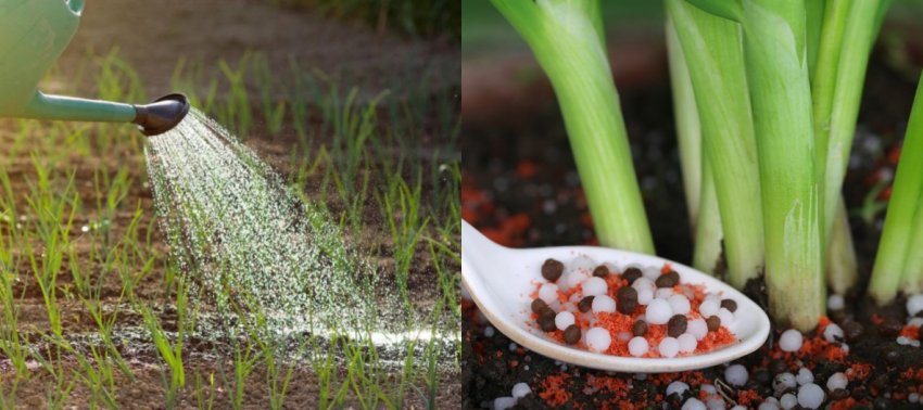Полив і підживлення цибулі