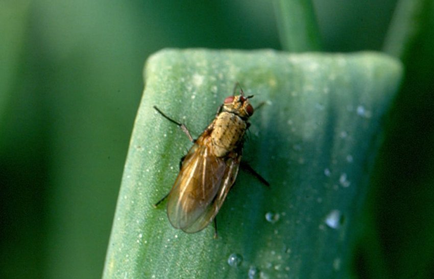 Цибульна муха