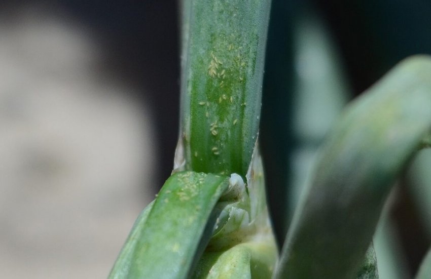 Цибульний тріпс