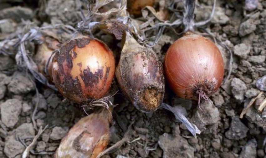 Фузаріозна гниль у цибулі