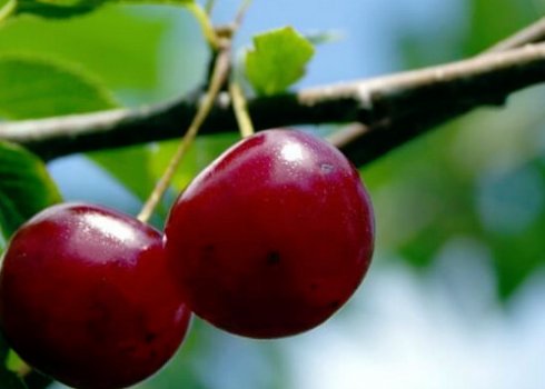 Як садити вишні навесні?