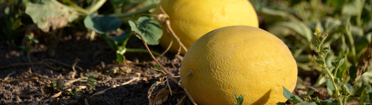 Захворювання і шкідники дині і боротьба з ними