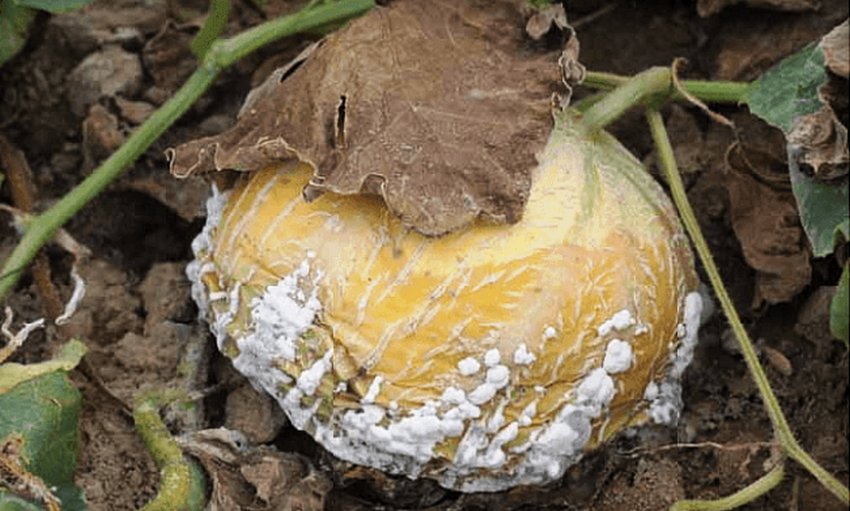 Сіра цвіль дині Сіра цвіль дині