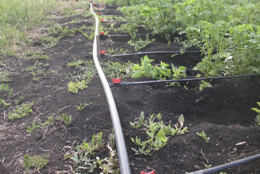 Система крапельного поливу для картоплі Система крапельного поливу для картоплі