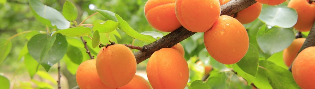 У 2018 році Україна зібрала рекордний врожай абрикосів