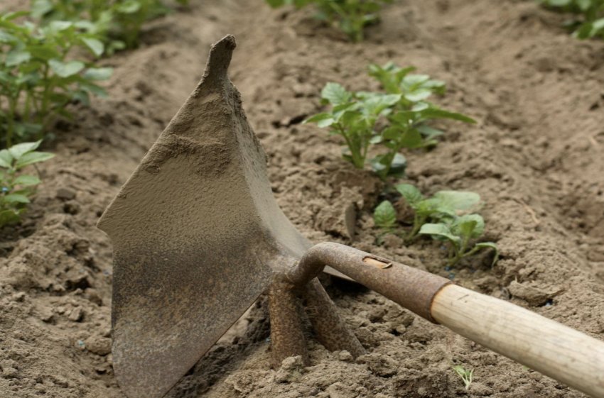 Розпушування ґрунту біля картоплі Розпушування ґрунту біля картоплі