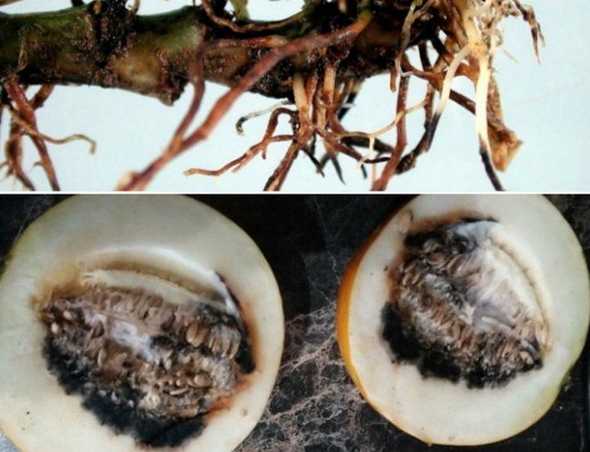 Коренева гниль дині Коренева гниль дині