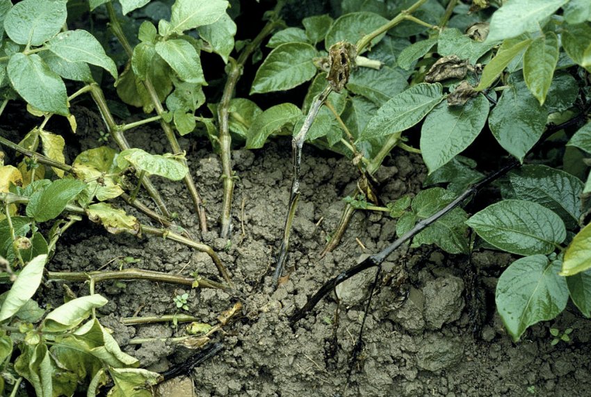 Чорна ніжка на стеблах картоплі біля грунту Чорна ніжка на стеблах картоплі біля грунту