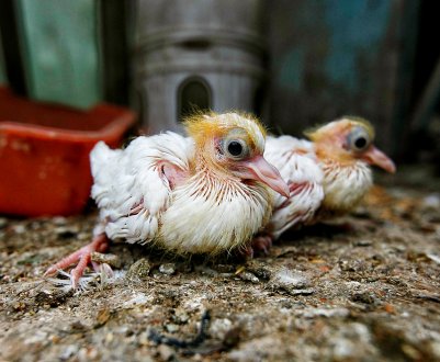 Як годувати пташеня голуба?