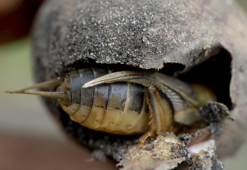 Капустянка на картоплі Капустянка на картоплі