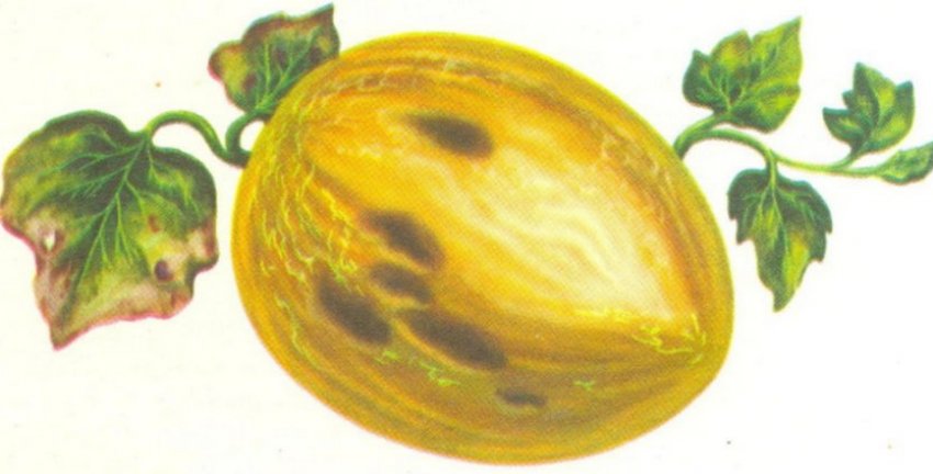 Аскохітоз Аскохітоз