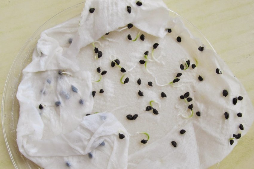 Пророщування насіння цибулі