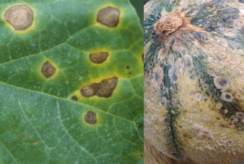 Антракноз (мідянка) Антракноз (мідянка)