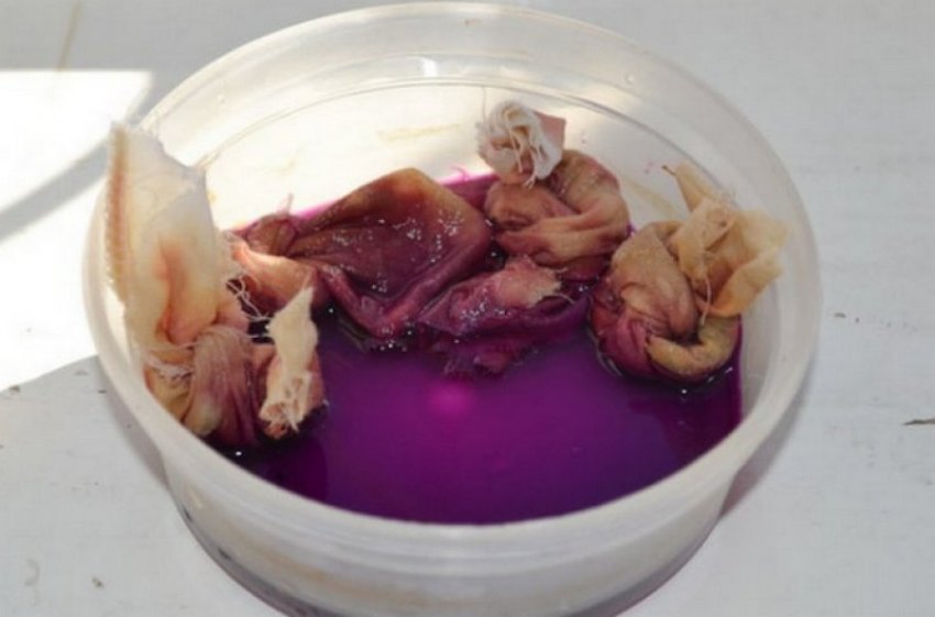 Знезараження насіння цибулі