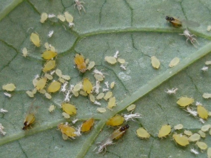 Баштанна попелиця Баштанна попелиця