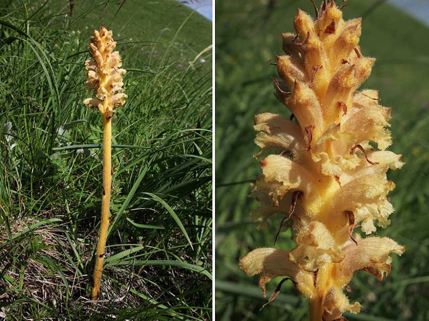 Вовчок рослина паразит Вовчок рослина паразит